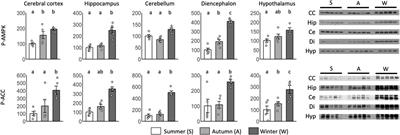 Differential AMPK-mediated metabolic regulation observed in hibernation-style polymorphisms in Siberian chipmunks